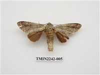 藏品(下黑舟蛾)的圖片